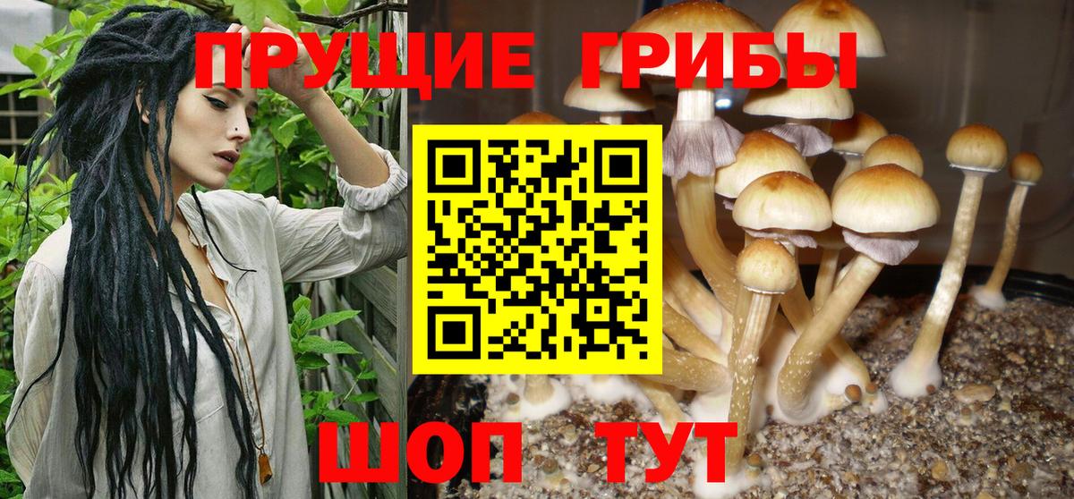 Галлюциногенные грибы Psilocybe  Псилоцибиновые грибы прущие грибы  Вход с VPN  где можно купить наркотик  Свободный 